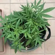 Freebie Seed