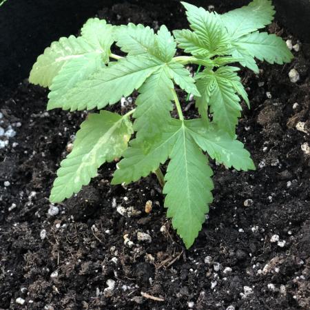 The Desperate Late Season Planter