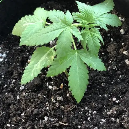 The Desperate Late Season Planter