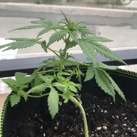 The Desperate Late Season Planter