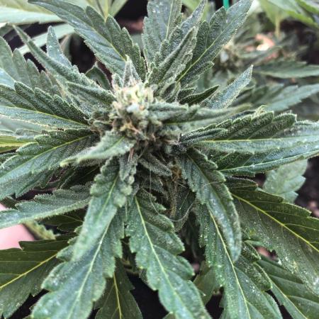 Final Primitiae Genetics Seed