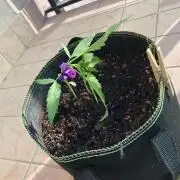 Freebie Seed