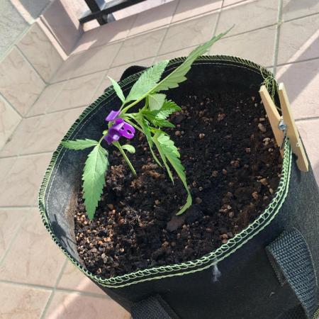 Freebie Seed