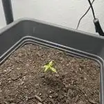 First grow