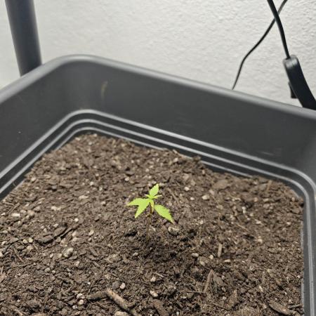 First grow