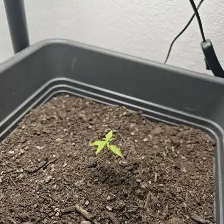 First grow