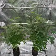 Swampwater Fumez REG