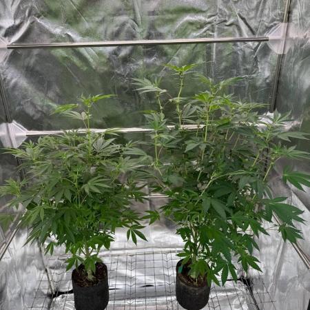 Swampwater Fumez REG