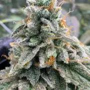 Rainbow Guava #5 x TMZ