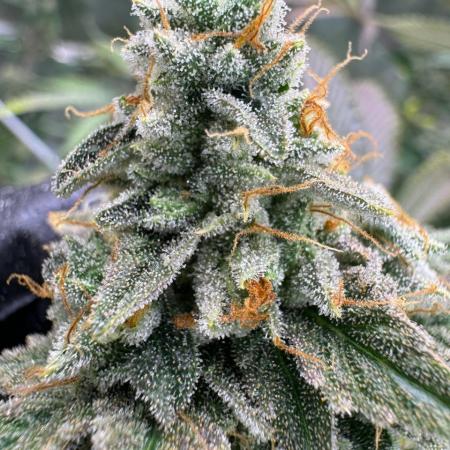 Rainbow Guava #5 x TMZ