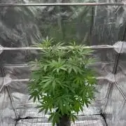 Exodus x Xkittlex REG