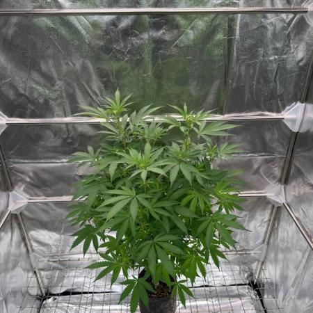 Exodus x Xkittlex REG