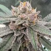 Rainbow Push Pop REG