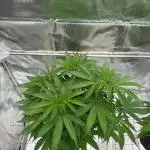 Exodus x Xkittlex REG