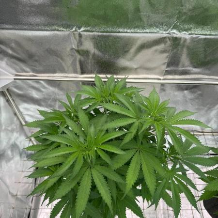 Exodus x Xkittlex REG