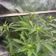 Rainbow Guava #5 x TMZ