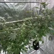 Peanut Butter Lime REG