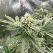 Tropicana Cookies x TMZ REG