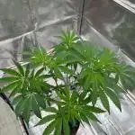 Black Maple 22 x Sherbanger