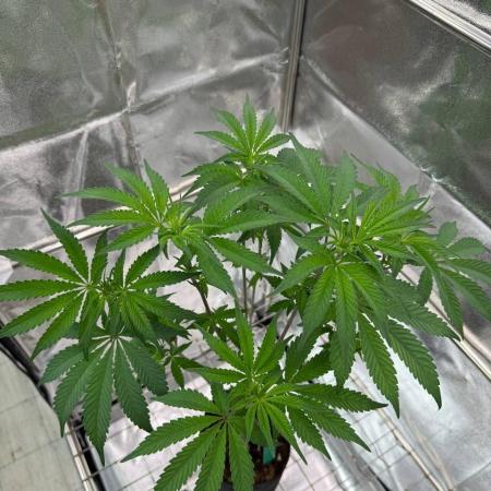 Black Maple 22 x Sherbanger