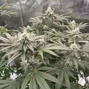 Rainbow Guava #5 x TMZ