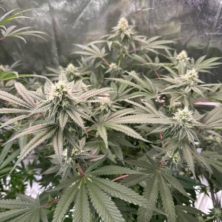 Rainbow Guava #5 x TMZ