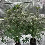 Swampwater Fumez REG