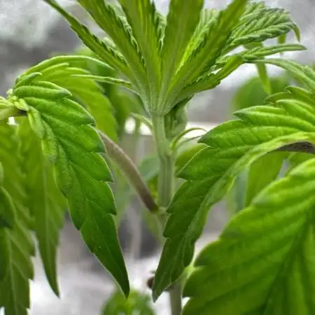 Zkittlez 3.0