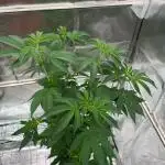 Swampwater Fumez REG