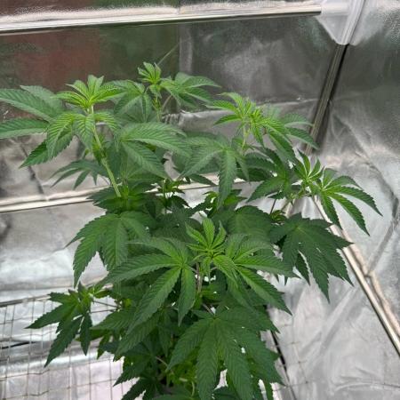 Swampwater Fumez REG