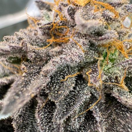 Peanut Butter Lime REG