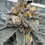 Exodus x Xkittlex REG