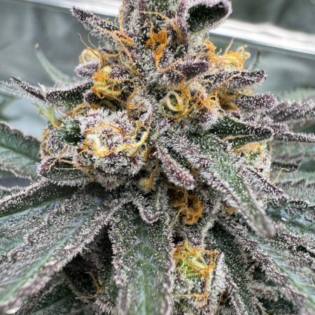 Exodus x Xkittlex REG