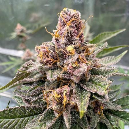 Tropicana Cookies x TMZ REG