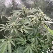 Exodus x Xkittlex REG