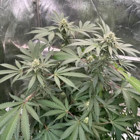 Exodus x Xkittlex REG