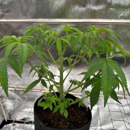 Tropicana Cookies x TMZ REG
