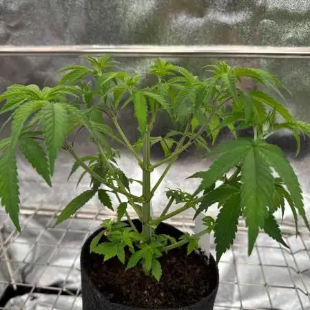 Tropicana Cookies x TMZ REG