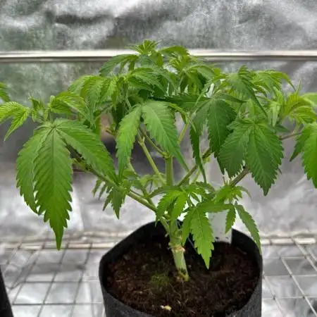 Exodus x Xkittlex REG
