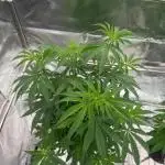 Rainbow Guava #5 x TMZ