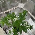 Peanut Butter Lime REG