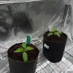 Sour Zoda