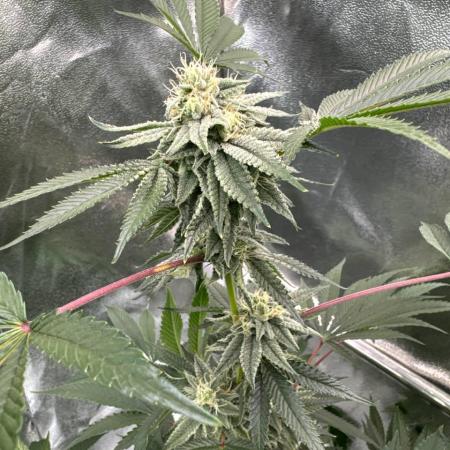 Rainbow Push Pop REG