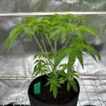 Black Maple 22 x Sherbanger