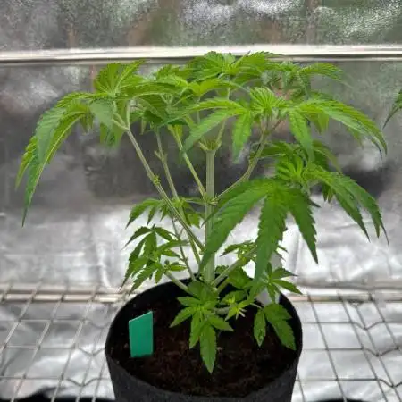 Black Maple 22 x Sherbanger