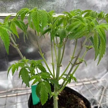 Biscotti x OZX