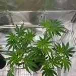 Rainbow Push Pop REG