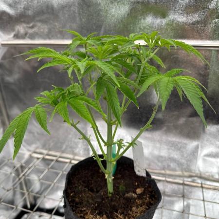 Swampwater Fumez REG