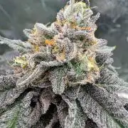 Swampwater Fumez REG