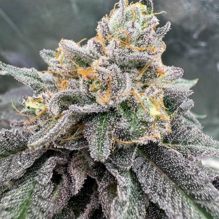 Swampwater Fumez REG